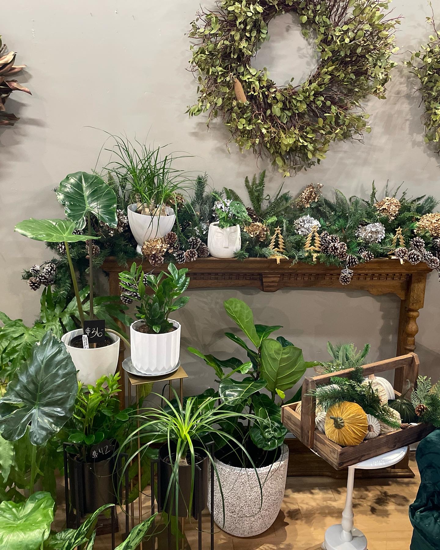 plants in the shop